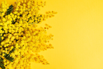 mimosa on a yellow background