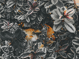 Ginger Cat Hiding in Black and White Bushes