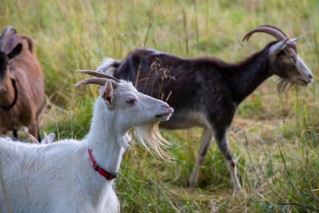 black and white goat