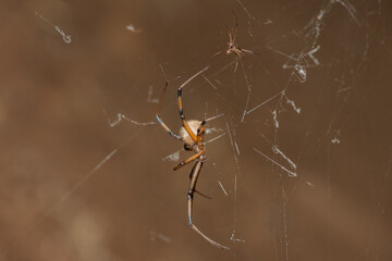 Brown Button spider (Latrodectus geometricus)