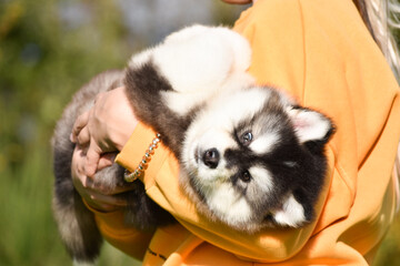 Lifestyle woman holding puppy dog and smiling. Loving dog in his owner's arms in the park. Concept of caring for a pet and animal adoption.