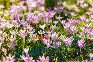 Pink and purple crocus on meadow , spring blooming, first flowers, nature