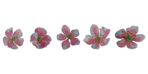 Set of watercolor spring glowers on white background. Spring sakura cherry blooming flowers.