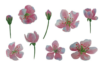 Fototapeta premium Set of watercolor spring glowers on white background. Spring sakura cherry blooming flowers.