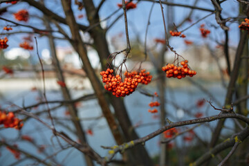 Berries on the bush against the background of the temple