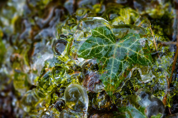 Frozen water covering and coating green moss plants on cold winter morning. Macro close up of ice...