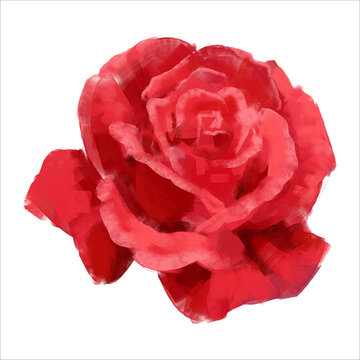 Vector high detailed red rose flower head on white for design. Oil or acrylic painting rose.