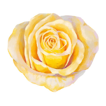 Vector high detailed yellow rose flower head on white for design. Oil or acrylic painting rose.