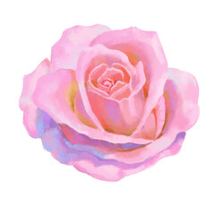 Vector high detailed pink rose flower head on white for design. Oil or acrylic painting rose.