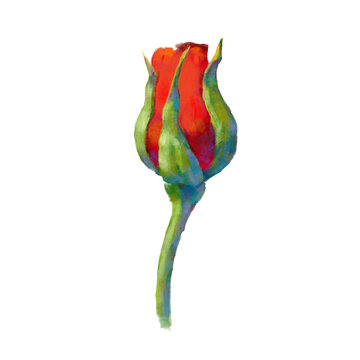 Vector high detailed red rose flower head on white for design. Oil or acrylic painting rose.