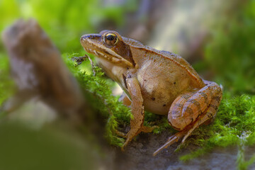 an brown frog sits in a deciduous forest