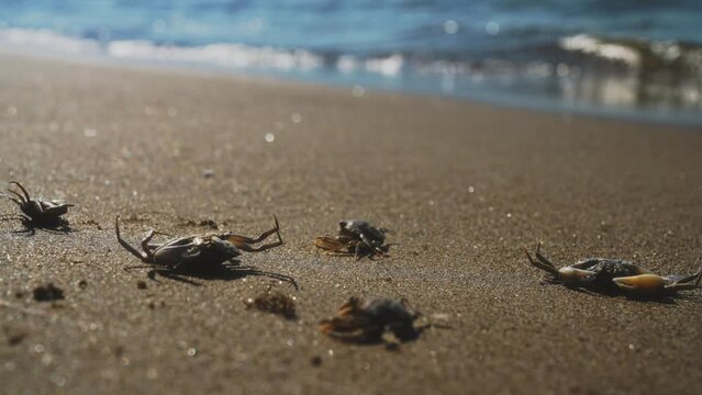 Dead crabs near the sea. Ecological catastrophy.