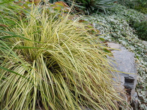 Carex oshimensis or Japanese sedge plant with striped green golden foliage