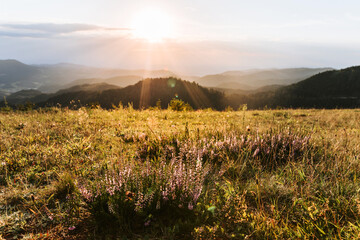 Blühendes Heidekraut auf einem Berg mit Ausblick auf Sonnenstrahlen vom Sonnenuntergang, Schwarzwald, Deutschland - obrazy, fototapety, plakaty