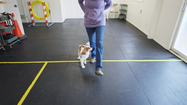 Cavalier King Charles Spaniel
Dog breed training in agility course