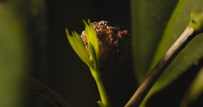 Trash bug moving around new leaves emerged , lacewing larve