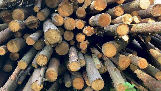 Recently trimmed trees in forest are now arranged in a neat pile at the edge. The scent of freshly cut wood lingers in the air, and the stack of logs serves as a testament to  hard work of  loggers.
