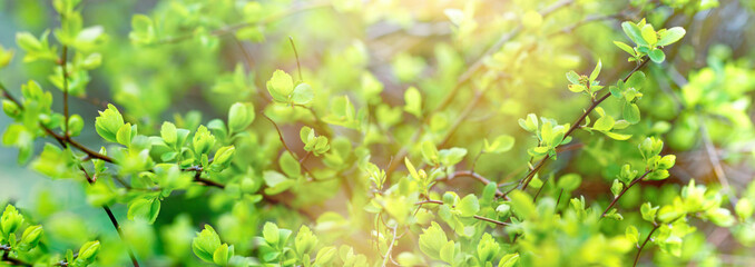 Spring leaves, young spring leaves in morning lit by sunlight, spring nature concept, soft and selective focus on leaves, beautiful nature in spring - 577011523