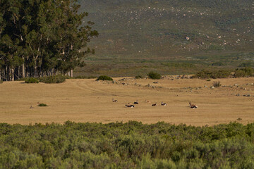 Fototapeta na wymiar Escarpment rising above the plains and trees of Elandsberg Nature Reserve in the Western Cape, South Africa. Antelope resting in the foreground. 
