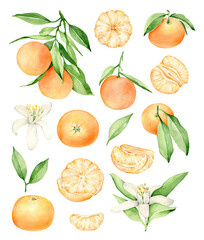 orange mandarin.collection of fruits