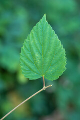 Single green leaf isolated in the woodland