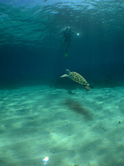 a hawksbill turtle in its natural environment in the caribbean sea