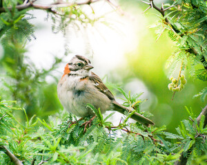 Rufous-collared Sparrow (Zonotrichia capensis). south american species. Argentine birds