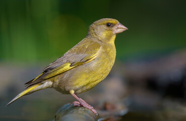 Male European Greenfinch (Chloris chloris) sitting on old branch with green background and sweet morning light