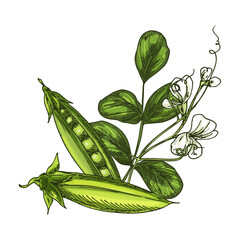 Vector sketch of peas in pod. Cartoon legume.