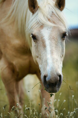 Horse, quarterhorse grazing in the pasture, portrait format head portraits from the front..