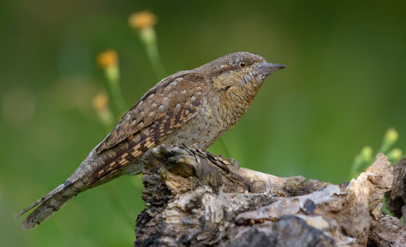 Eurasian wryneck (jynx torquilla) sitting on an old aged perch in very soft light at spring time with flowers on background