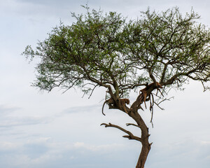 Leopard big cats in the wildernes of the Masai Mara
