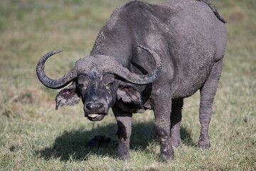 Obraz premium Buffalo herd in the savannah of Africa