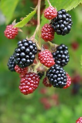 Blackberry bush