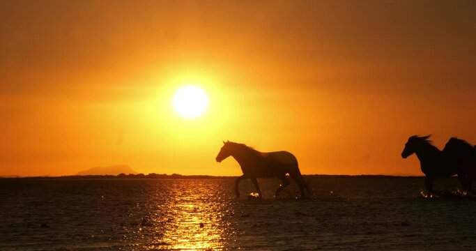 Camargue Horse, Herd trotting or galloping in Ocean at Sunrise, Saintes Marie de la Mer in Camargue, in the South of France, Slow Motion 4K