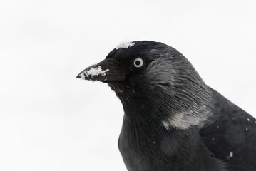 Western jackdaw (Coloeus monedula) close up in snowfall in winter.