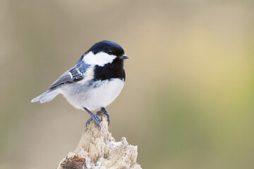 Coal tit (Periparus ater) in the forest in winter.	
