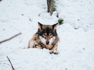wolf in snow