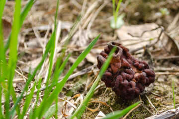 spring morel mushroom grows in the forest in the grass, an edible mushroom. High quality photo