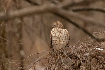Juvenile Red-shouldered Hawk looks for prey on the forest floor