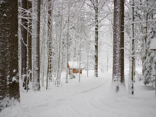 snow covered trees in the forest