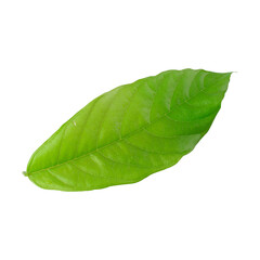 Fototapeta na wymiar fresh green leaves isolated on a transparent background