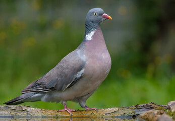 Common wood pigeon (columba palumbus) posing on a lichen branch near water pond on the ground