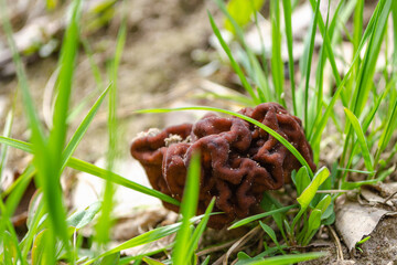 spring morel mushroom grows in the forest in the grass, an edible mushroom. High quality photo