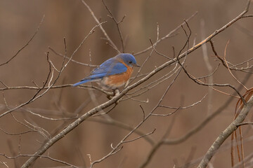 Male Eastern Bluebird perched on a tree branch