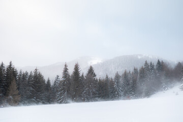 snowy mountain scene with a pineforest in a blizzard