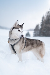 beautiful siberian husky dog standing portrait in deep snow in winter
