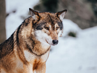 wolf in snow