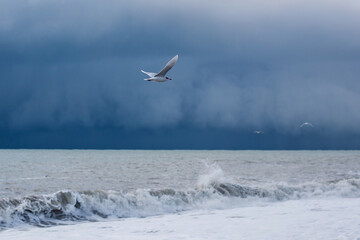 Seagull flying over heavy storm waves on the muddy Black Sea. Huge waves under cloudy skies. Dramatic stormy weather.