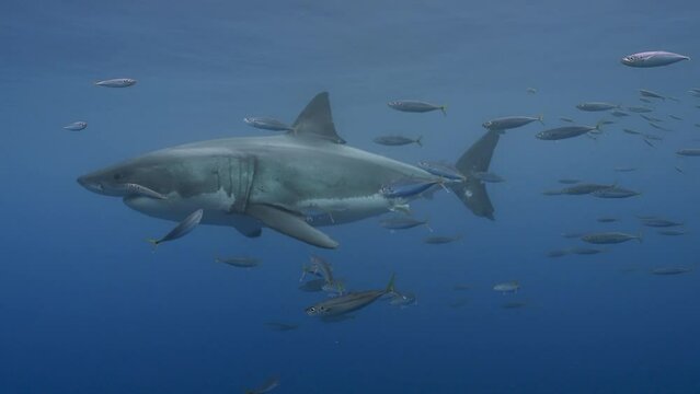 Slow motion shot of a great white shark, Carcharodon carcharias passing in clear water of Guadalupe Island, Mexico